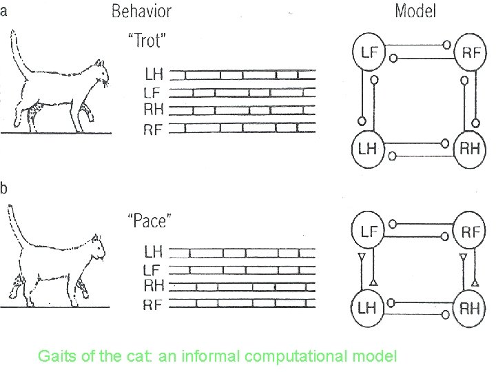 Gaits of the cat: an informal computational model 