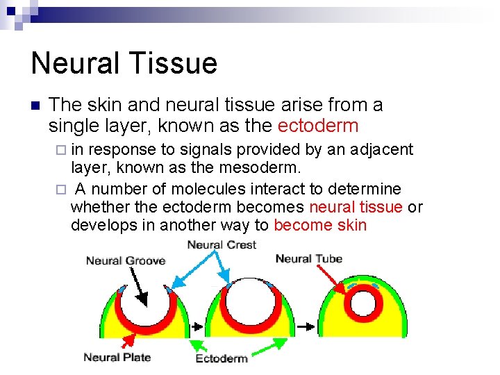 Neural Tissue n The skin and neural tissue arise from a single layer, known
