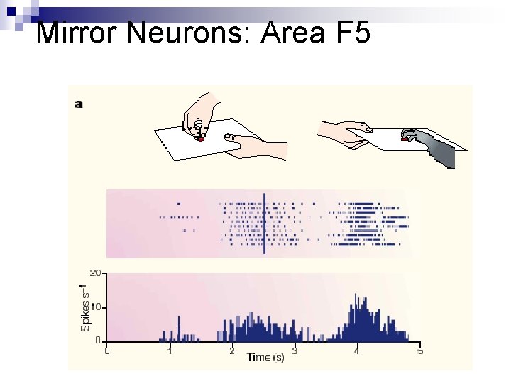 Mirror Neurons: Area F 5 