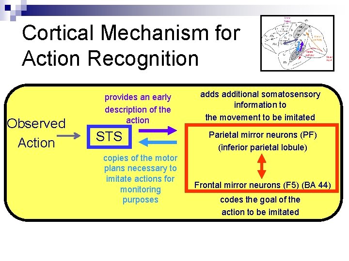 Cortical Mechanism for Action Recognition Observed Action provides an early description of the action