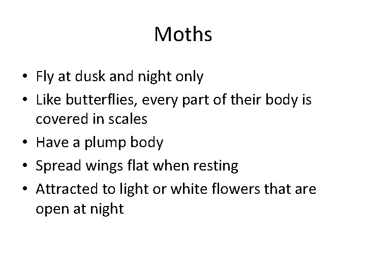 Moths • Fly at dusk and night only • Like butterflies, every part of
