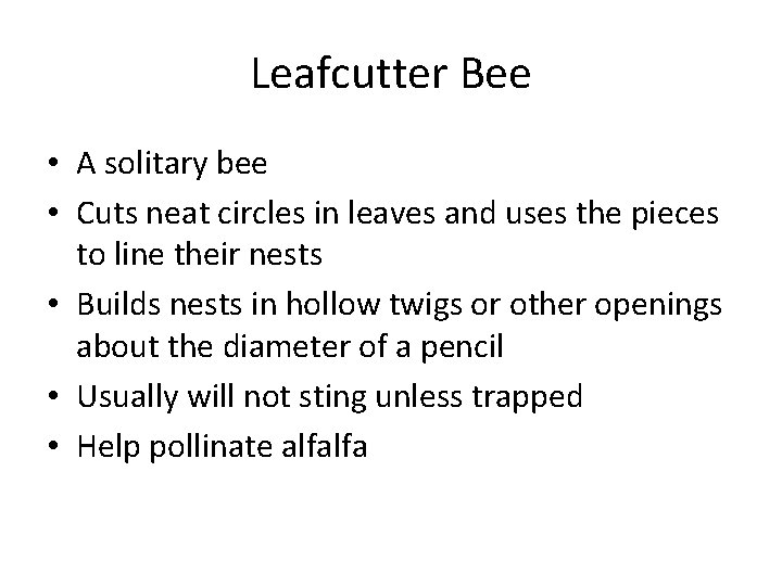 Leafcutter Bee • A solitary bee • Cuts neat circles in leaves and uses