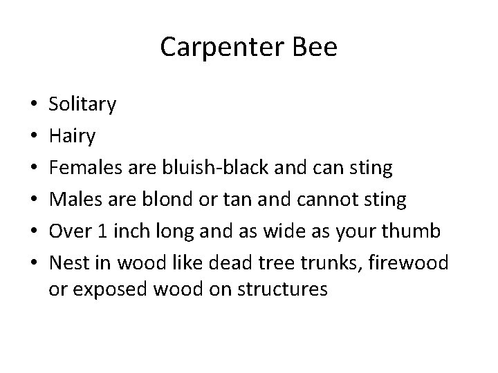 Carpenter Bee • • • Solitary Hairy Females are bluish-black and can sting Males