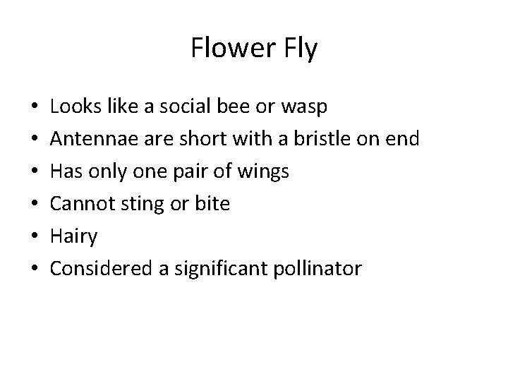 Flower Fly • • • Looks like a social bee or wasp Antennae are