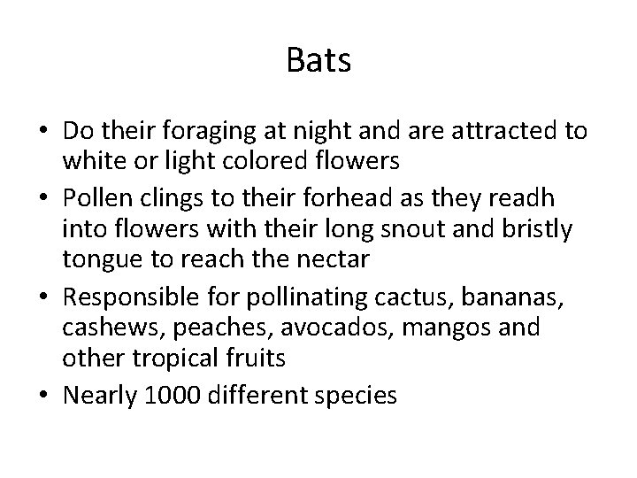 Bats • Do their foraging at night and are attracted to white or light