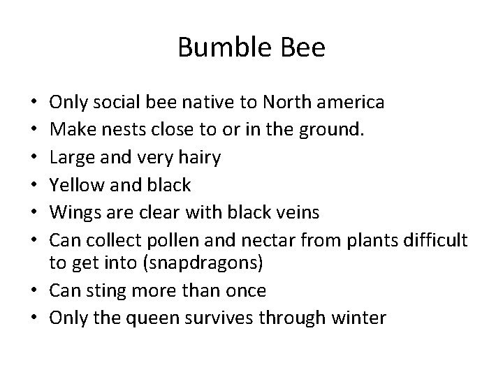 Bumble Bee Only social bee native to North america Make nests close to or