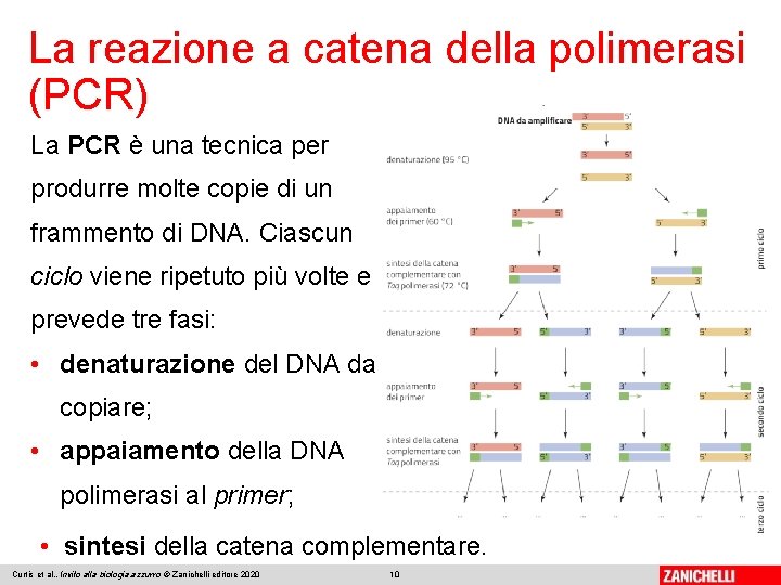 La reazione a catena della polimerasi (PCR) La PCR è una tecnica per produrre