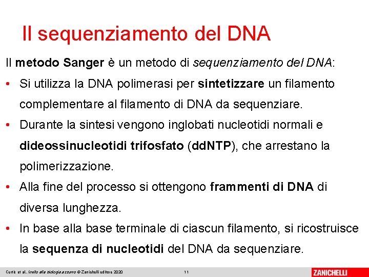 Il sequenziamento del DNA Il metodo Sanger è un metodo di sequenziamento del DNA: