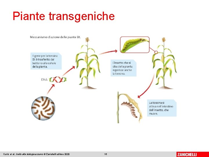 Piante transgeniche Curtis et al. , Invito alla biologia. azzurro © Zanichelli editore 2020