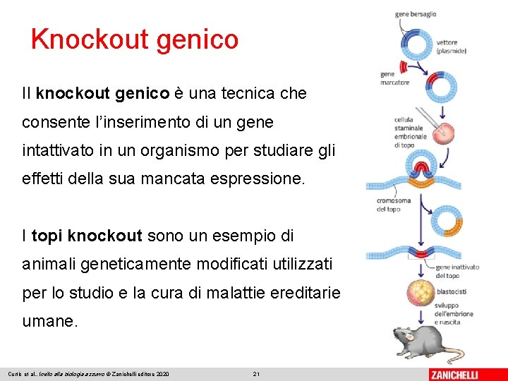 Knockout genico Il knockout genico è una tecnica che consente l’inserimento di un gene