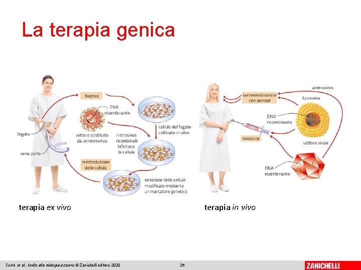La terapia genica terapia ex vivo Curtis et al. , Invito alla biologia. azzurro