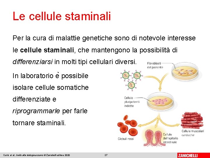 Le cellule staminali Per la cura di malattie genetiche sono di notevole interesse le