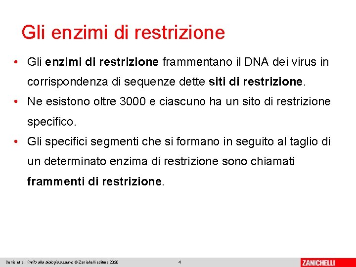 Gli enzimi di restrizione • Gli enzimi di restrizione frammentano il DNA dei virus