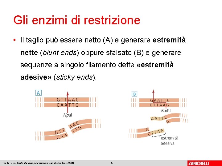 Gli enzimi di restrizione • Il taglio può essere netto (A) e generare estremità