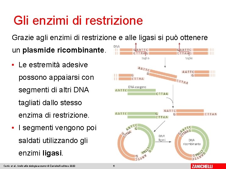 Gli enzimi di restrizione Grazie agli enzimi di restrizione e alle ligasi si può