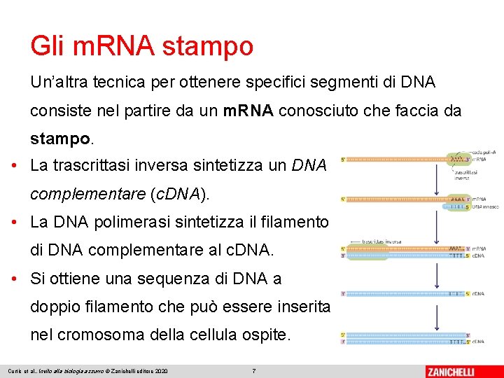 Gli m. RNA stampo Un’altra tecnica per ottenere specifici segmenti di DNA consiste nel