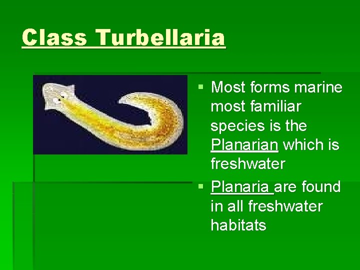 Class Turbellaria § Most forms marine most familiar species is the Planarian which is
