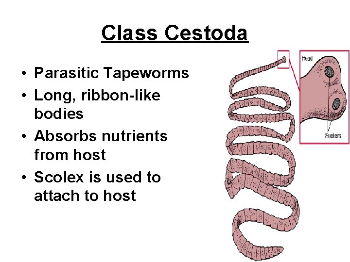 Class Cestoda • Parasitic Tapeworms • Long, ribbon-like bodies • Absorbs nutrients from host