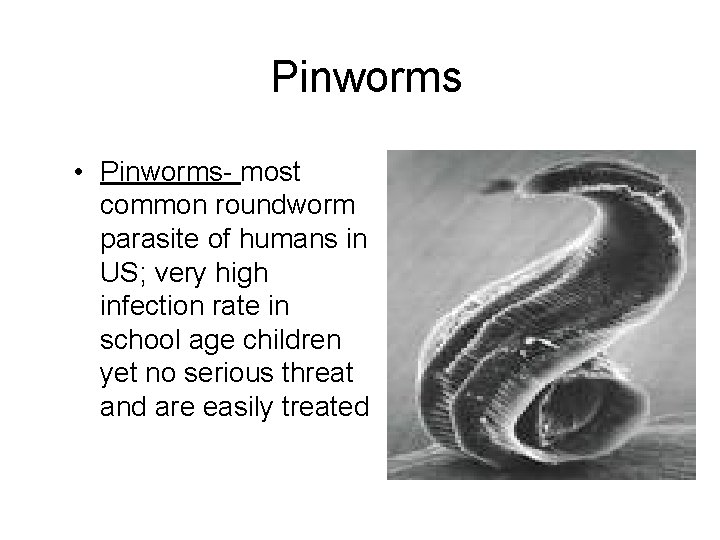 Pinworms • Pinworms- most common roundworm parasite of humans in US; very high infection