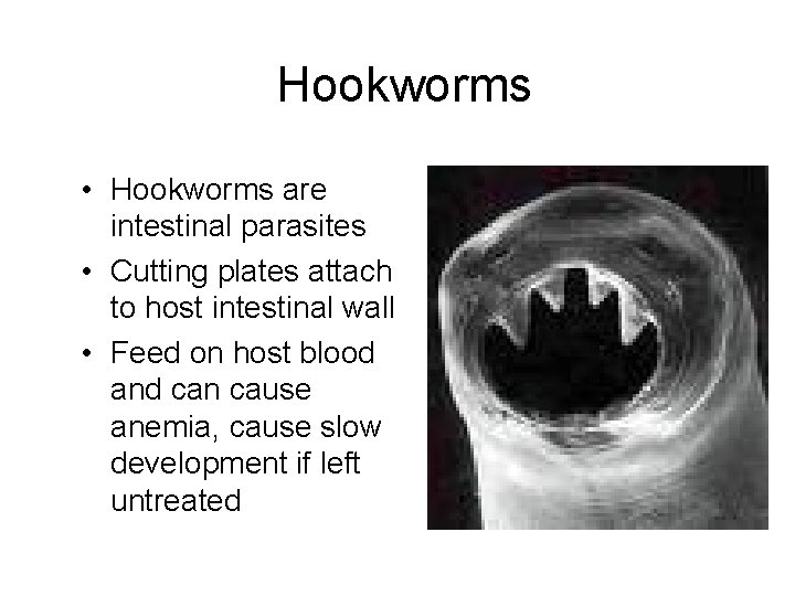 Hookworms • Hookworms are intestinal parasites • Cutting plates attach to host intestinal wall