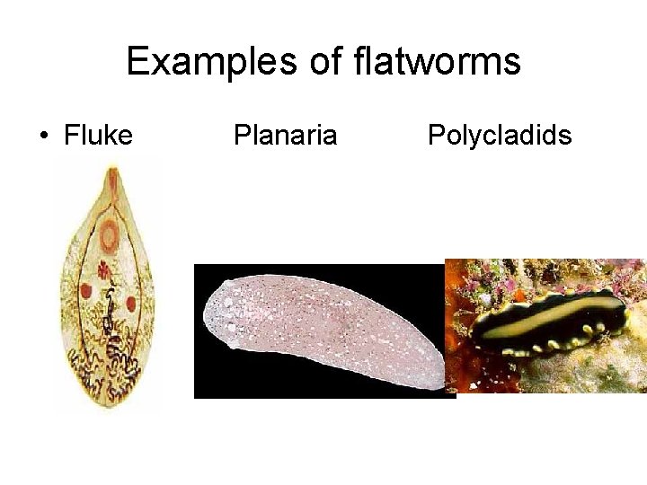 Examples of flatworms • Fluke Planaria Polycladids 