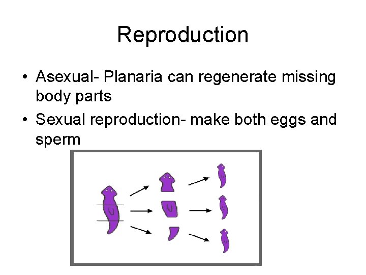 Reproduction • Asexual- Planaria can regenerate missing body parts • Sexual reproduction- make both