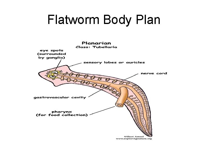 Flatworm Body Plan 