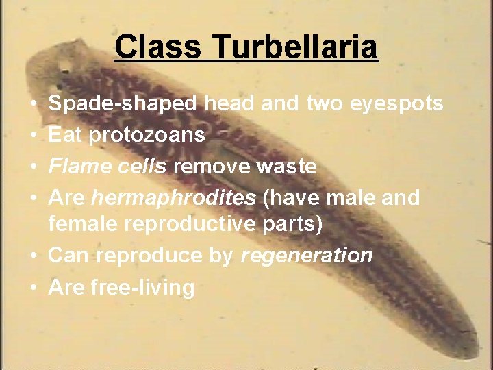 Class Turbellaria • • Spade-shaped head and two eyespots Eat protozoans Flame cells remove