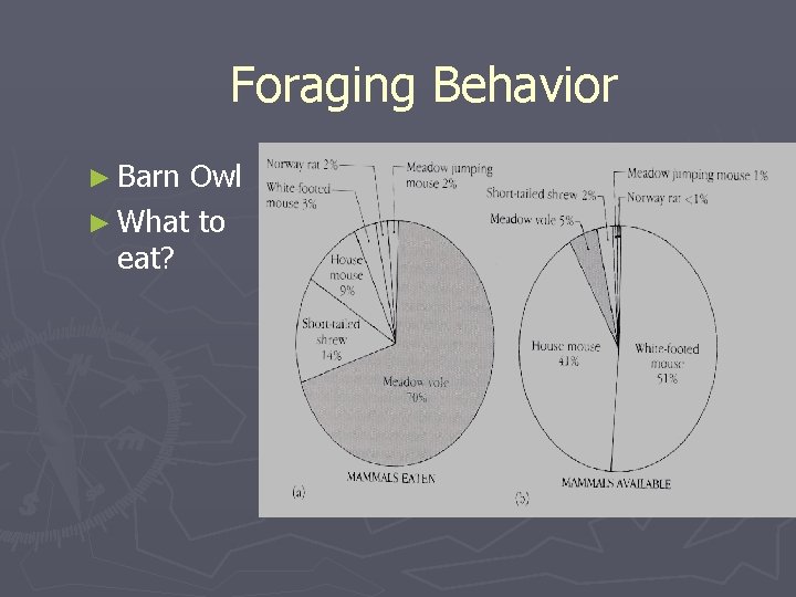 Foraging Behavior ► Barn Owl ► What to eat? 