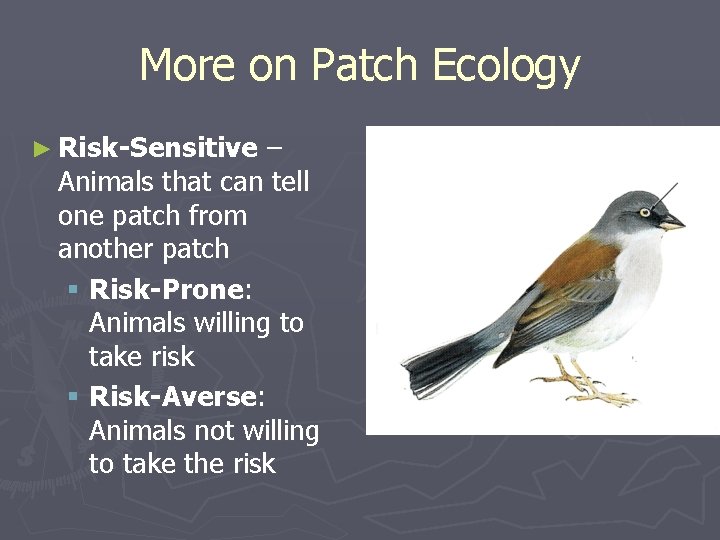 More on Patch Ecology ► Risk-Sensitive – Animals that can tell one patch from