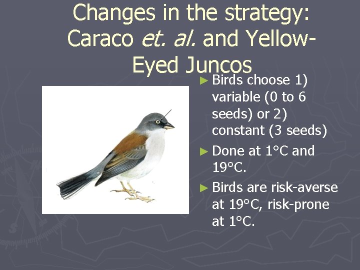 Changes in the strategy: Caraco et. al. and Yellow. Eyed Juncos ► Birds choose
