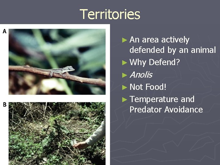 Territories ► An area actively defended by an animal ► Why Defend? ► Anolis
