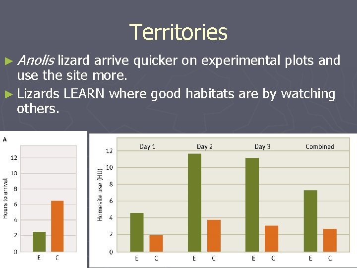Territories ► Anolis lizard arrive quicker on experimental plots and use the site more.