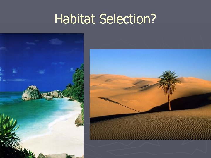 Habitat Selection? 