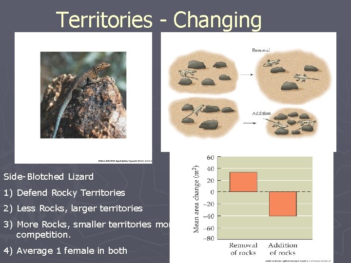 Territories - Changing Side-Blotched Lizard 1) Defend Rocky Territories 2) Less Rocks, larger territories