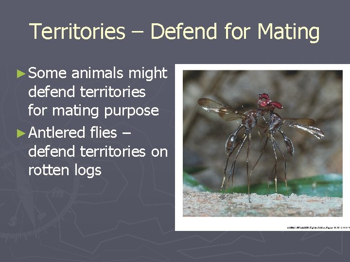 Territories – Defend for Mating ► Some animals might defend territories for mating purpose