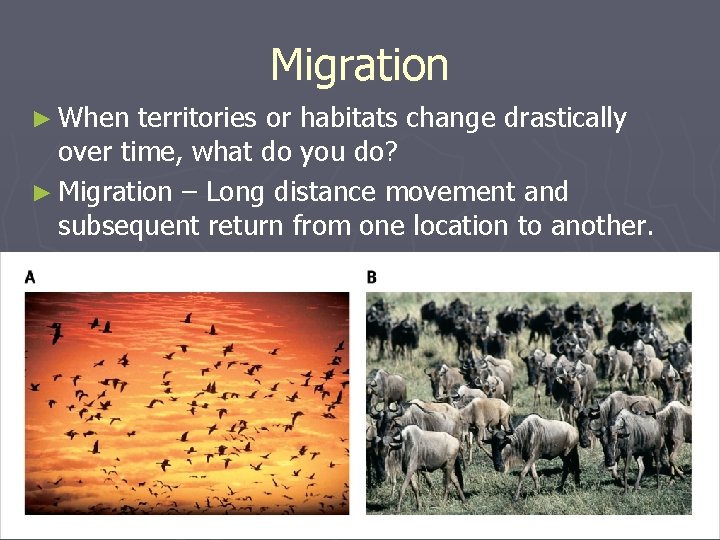 Migration ► When territories or habitats change drastically over time, what do you do?