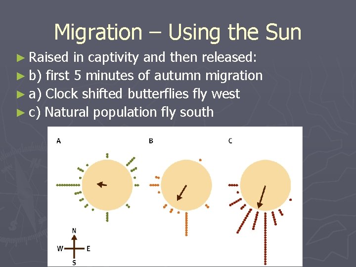 Migration – Using the Sun ► Raised in captivity and then released: ► b)