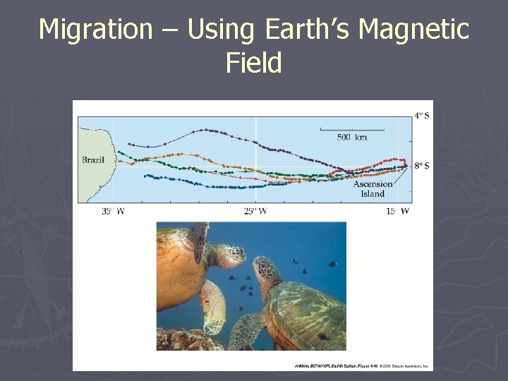 Migration – Using Earth’s Magnetic Field 