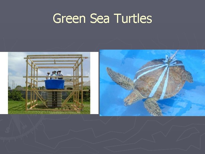 Green Sea Turtles 