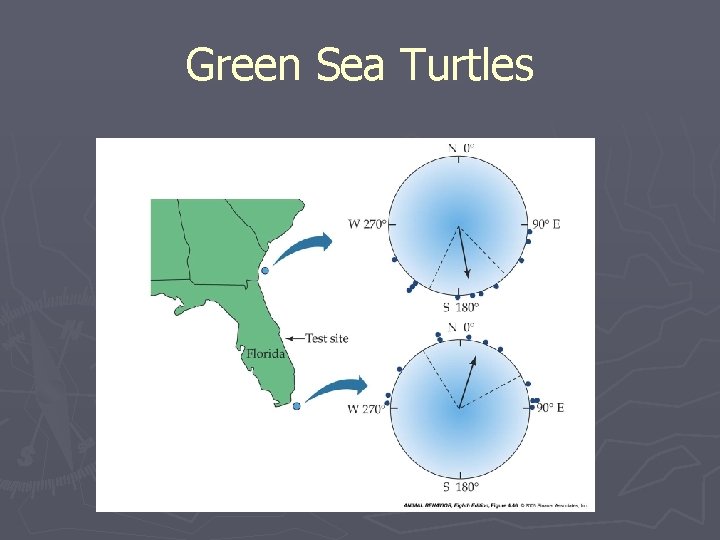 Green Sea Turtles 