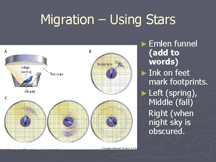 Migration – Using Stars ► Emlen funnel (add to words) ► Ink on feet