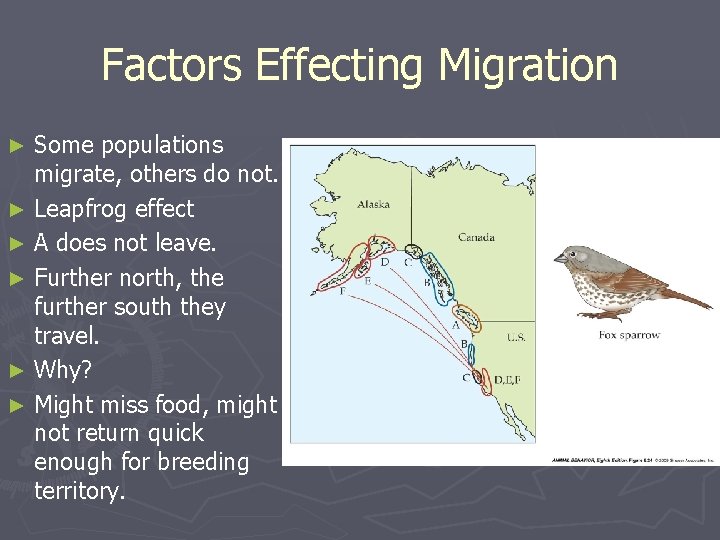 Factors Effecting Migration Some populations migrate, others do not. ► Leapfrog effect ► A