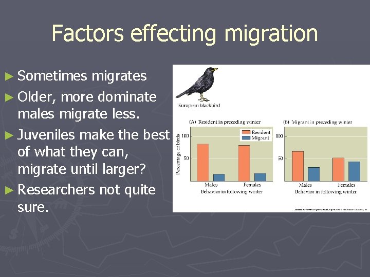 Factors effecting migration ► Sometimes migrates ► Older, more dominate males migrate less. ►