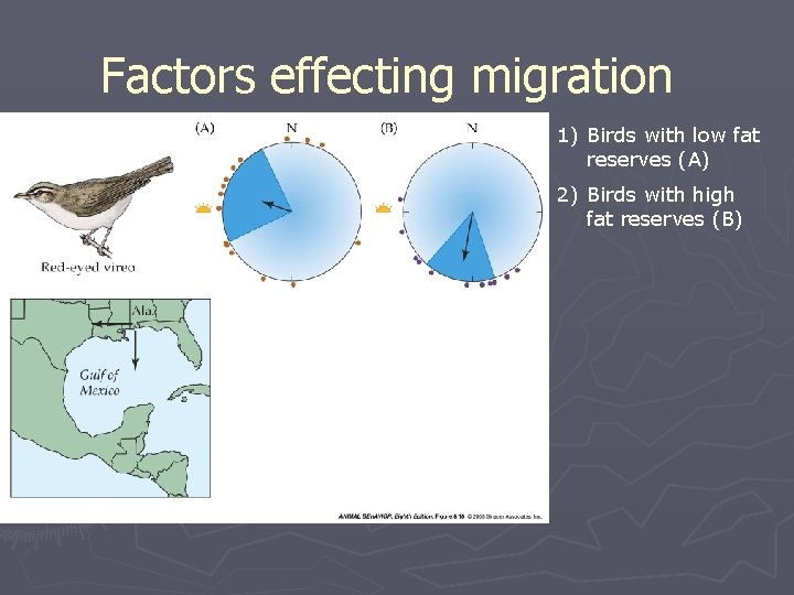 Factors effecting migration 1) Birds with low fat reserves (A) 2) Birds with high