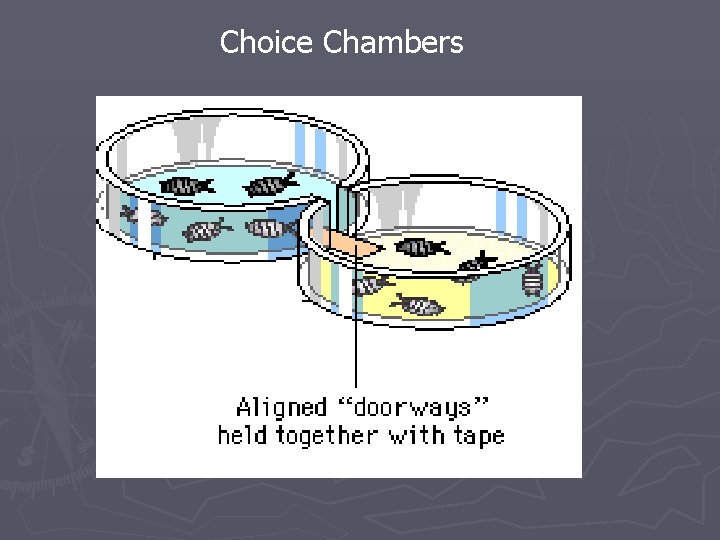 Choice Chambers 
