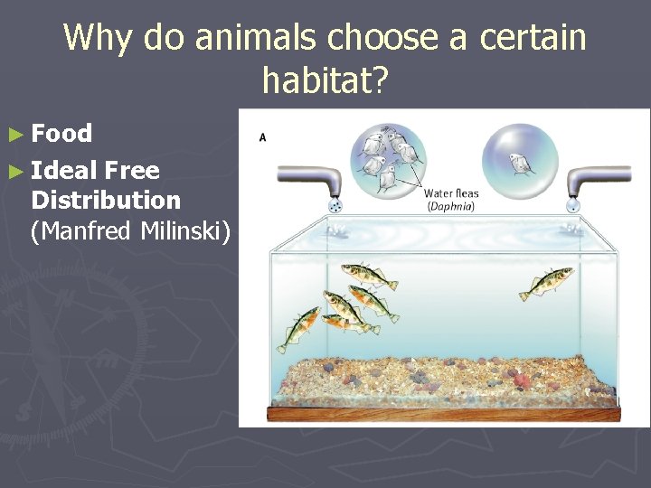 Why do animals choose a certain habitat? ► Food ► Ideal Free Distribution (Manfred