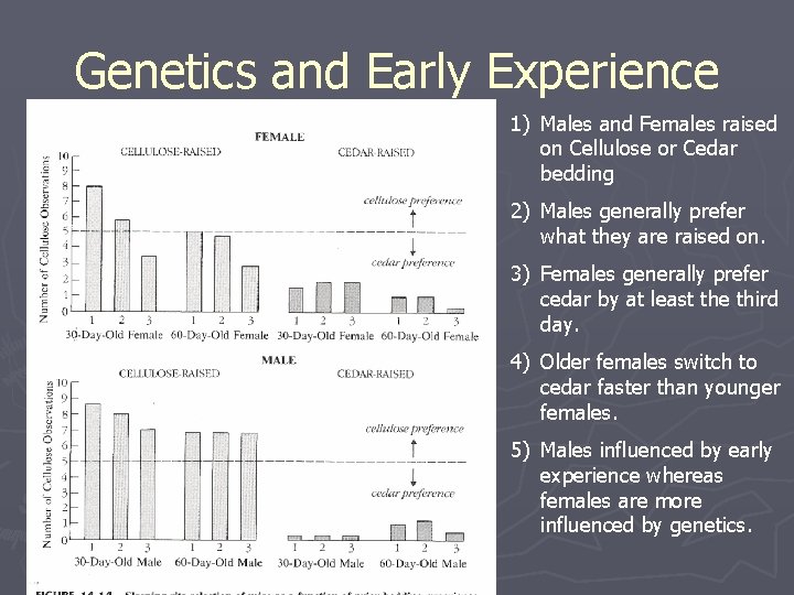 Genetics and Early Experience 1) Males and Females raised on Cellulose or Cedar bedding