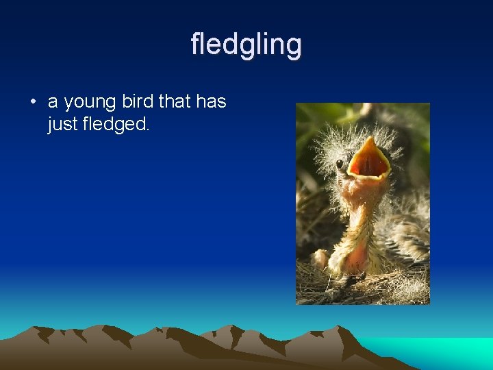 fledgling • a young bird that has just fledged. 