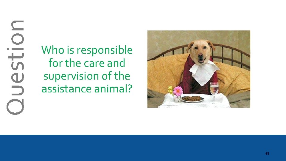 Question Who is responsible for the care and supervision of the assistance animal? 45